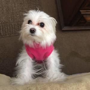 Meet your Posher, Edward